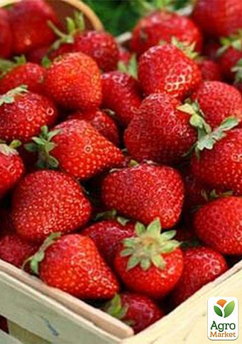 Полуниця "Флорін" (Florin) (ремонтантний сорт) - фото 8