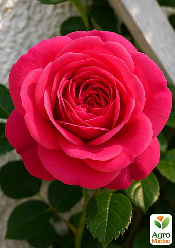 Троянда плетиста "Лавінія" (саджанець класу АА+) вищий сорт - фото 4