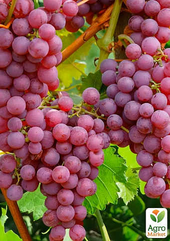 Виноград "Абу-Хасан" (ранній термін дозрівання) - фото 2