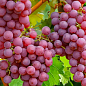Виноград "Абу-Хасан" (ранній термін дозрівання) купить