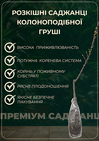 Азиатская груша "Хоюро" - фото 2