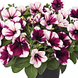 Петуния ампельная Sweetunia "Purple Touch" (контейнер №10, высота 10-15см) купить