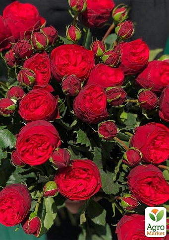 Троянда в контейнері англійська "Red Piano" (саджанець класу АА+) - фото 2