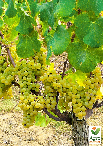 Виноград вегетирующий винный "Совиньон Блан"  - фото 5