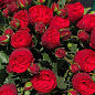Троянда в контейнері англійська "Red Piano" (саджанець класу АА+) купить