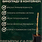 Виноград десертный "Фламенко" (укорененный саженец в контейнере) купить