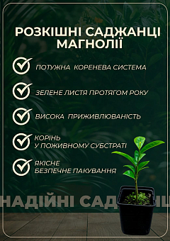 Ексклюзив! Магнолія ніжно-рожева "Алевтина" (Alevtina) (преміальний, хворобостійкий, рясноквітучий)11
