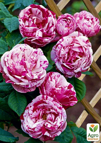Ексклюзив! Роза плетистая ніжно рожева з малиново-бузковими смужками "Маестро" (Maestro) (саджанець класу АА +, преміальний рясно квітучий сорт)