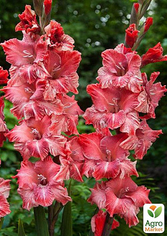 Гладіолус "Vabene" 3шт - фото 4