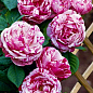 Эксклюзив! Роза плетистая нежно розовая с малиново-сиреневыми полосками "Маэстро" (Maestro)  (саженец класса АА+, премиальный обильно цветущий сорт)