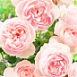 Роза английская "Heritage" (саженец класса АА+) высший сорт