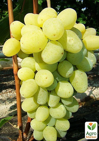 Виноград "Новий Подарунок Запоріжжя" (ранньо-середній термін дозрівання, ягоди можуть зберігатися до 90 днів)