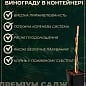 Виноград десертный "Азия" (укорененный саженец в контейнере) купить