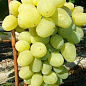 Виноград "Новый Подарок Запорожья" (ранне-средний срок созревания, ягоды могут храниться до 90 дней)