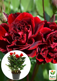 LMTD Троянда квітуча 2-х річна Pyramide "Isabel Renaissance" (укорінений саджанець у горщику, висота40-60см)1