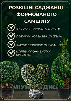 Самшит вічнозелена формована куля на штамбі26