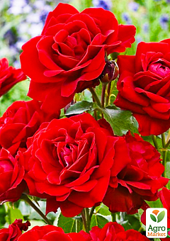 Роза флорибунда "Нина Вейбул" (саженец класса АА+) высший сорт1
