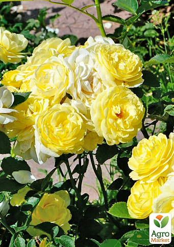 Троянда флорибунда "Golden Border" (саджанець класу АА+) вищий сорт  - фото 2
