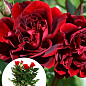 LMTD Роза цветущая 2-х летняя Pyramide "Isabel Renaissance" (укорененный саженец в горшке, высота40-60см)