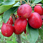 Яблуня "Верджинія" (райське яблучко) укорінена в контейнері (саджанець 2 роки) цена
