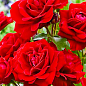 Троянда флорибунда «Ніна Вейбул» (саджанець класу АА +) вищий сорт