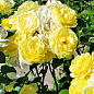 Троянда флорибунда "Golden Border" (саджанець класу АА+) вищий сорт  купить
