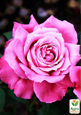 Эксклюзив! Роза чайно-гибридная насыщенно розовая "Розовый зайчик" (Pink bunny) (сорт на сладенькое варенье)