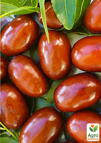 Зізіфус 1-річний щеплений "Вахський" (ранній, великоплідний сорт)