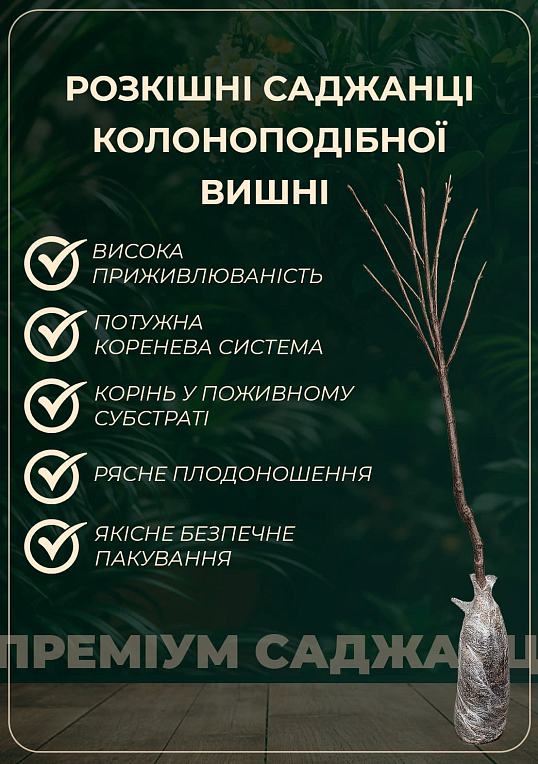 Эксклюзив! Вишня колоновидная блестящая темно-красная "Шоколадный мусс" (Chocolate mousse) (премиальный супер ранний сорт)