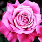 Эксклюзив! Роза чайно-гибридная насыщенно розовая "Розовый зайчик" (Pink bunny) (сорт на сладенькое варенье)