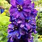 Дельфиниум гибридный "Dark Blue Dark Bee"