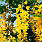 Бобовник анагиролистный "Golden Rain" 