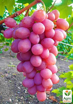 Виноград "Рожевий фламінго" (середньо-пізній термін дозрівання, сорт стійкий до хвороб)1