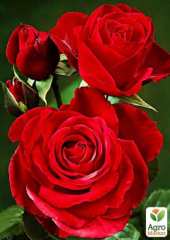Ексклюзив! Троянда чайно-гібридна насиченого червона "Мить любові" (Moment of love) (сорт на корисне варення)2