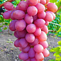 Виноград "Рожевий фламінго" (середньо-пізній термін дозрівання, сорт стійкий до хвороб)