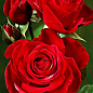 Ексклюзив! Троянда чайно-гібридна насиченого червона "Мить любові" (Moment of love) (сорт на корисне варення)