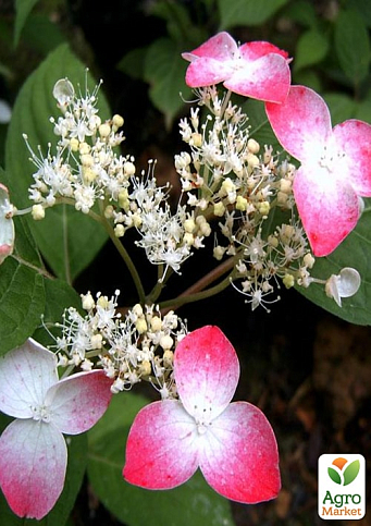Ексклюзив! Гортензія пильчата рожева "Місячний пил" (Moon Dust) (невибагливий сорт)