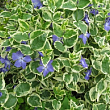 Барвінок ряболистий "Argenteovariegata" (ефектний ґрунтопокривний багаторічник)