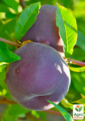 Персик "Руби Принц" (крупноплодный сорт, средний срок созревания)