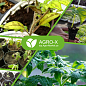 Минеральное удобрение BIOHYPER EXTRA "Для рассады" (Биохайпер Экстра) ТМ "AGRO-X" 100г цена