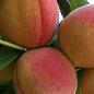 Персик колоновидный "Пандора" (медовое послевкусие, средний срок созревания) купить