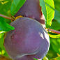 Персик "Руби Принц" (крупноплодный сорт, средний срок созревания)