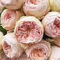 Роза кустовая "Менсфилд парк" (Mansfield Park) (саженец класса АА+) высший сорт