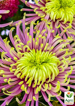 Хризантема  "Tula" (низкорослая крупноцветковая)1