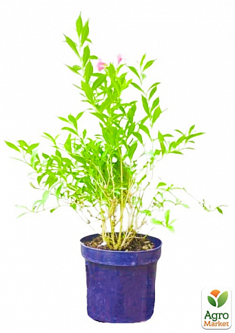 Вейгела флорида квітуча 2-х річна "Nana Purpurea" С2, висота 20-40см - фото 2