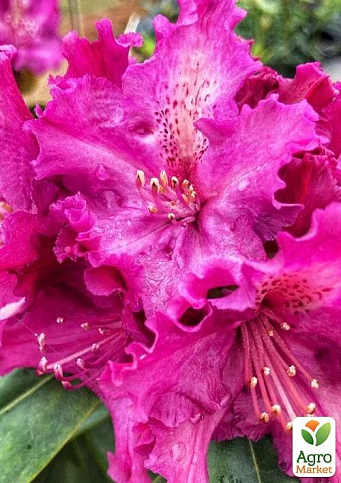 LMTD Рододендрон на штамбі квітучий 3-х річний "Pink Lace" (40-60см) - фото 2