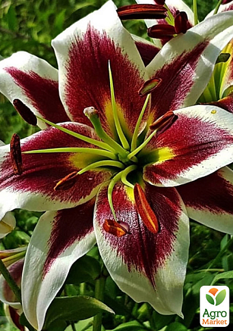 Лилия "Beverly Dreams" (Гигантский цветок)