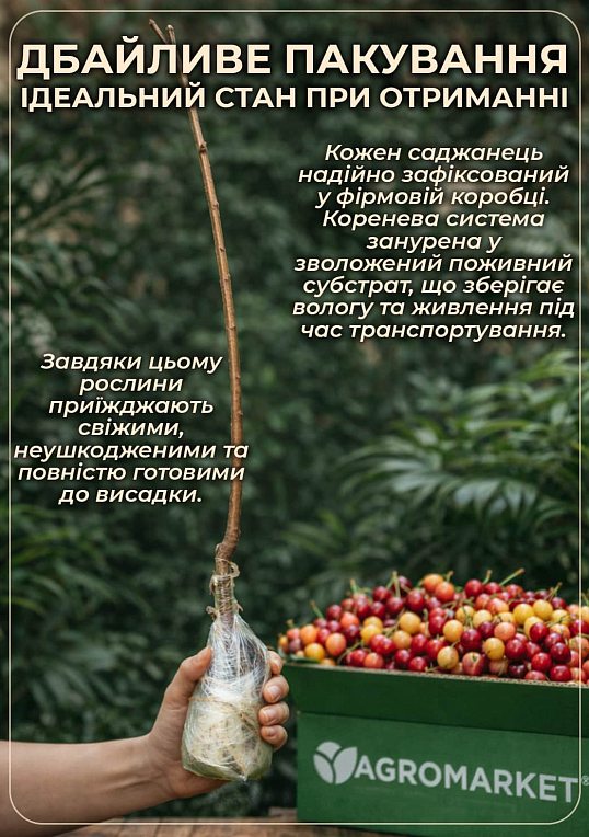 Черешня розовая "Космическая" (летний сорт, средний срок созревания)
