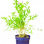 Вейгела флорида цветущая 2-х летняя "Nana Purpurea" С2, высота 20-40см купить