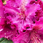 LMTD Рододендрон на штамбе цветущий 3-х летний "Pink Lace" (40-60см) купить